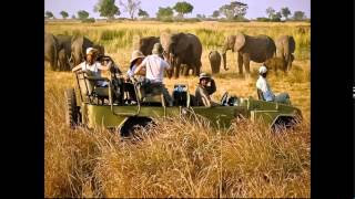 Safari au Botswana