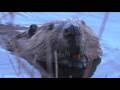 Beaver Coexistence and Management Quiz
