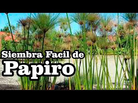 Video: Tsiperus (47 Fotos): Cuidado De Una Flor De Interior En Casa, Cyperus Helfer Y Papiro, Hojas Alternas Y 