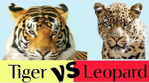 Difference between tiger and leopard. Tiger Vs Leopard.