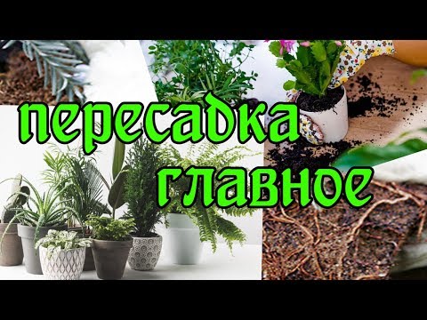 Как пересадить цветок,чтоб он хорошо развивался,а не сидел в горшке застывшим.