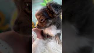 'Puddle' Singing in the Rain Litter  #puppy #chihuahuapuppy