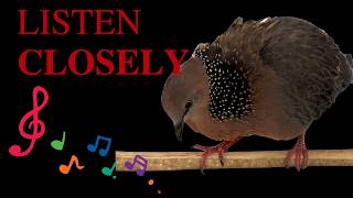 You Hear This Bird Every Day… Mourning Dove with Music screenshot 3
