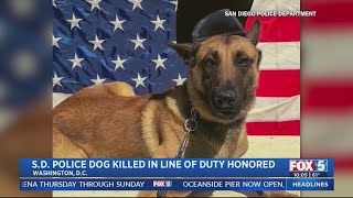 Slain SDPD K-9, Sir, honored at National Police K-9 Memorial Service