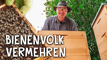 Wie komme ich an ein Bienenvolk?