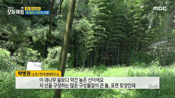 [생방송 오늘 아침] 용 닮은 나무의 비밀?!, MBC 240827 방송
