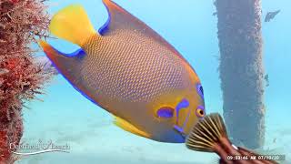 Underwater Fish Cam - July 2020 Recap