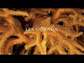 Le corail entre monde animal et vgtal 