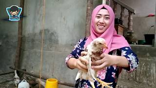 Panen Ayam Kampung Super Usia 40 Harian, Hemat Banyak Biaya Pakan