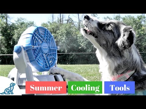 वीडियो: इस ग्रीष्मकालीन अपने पिल्ला को शांत रखने के 7 तरीके