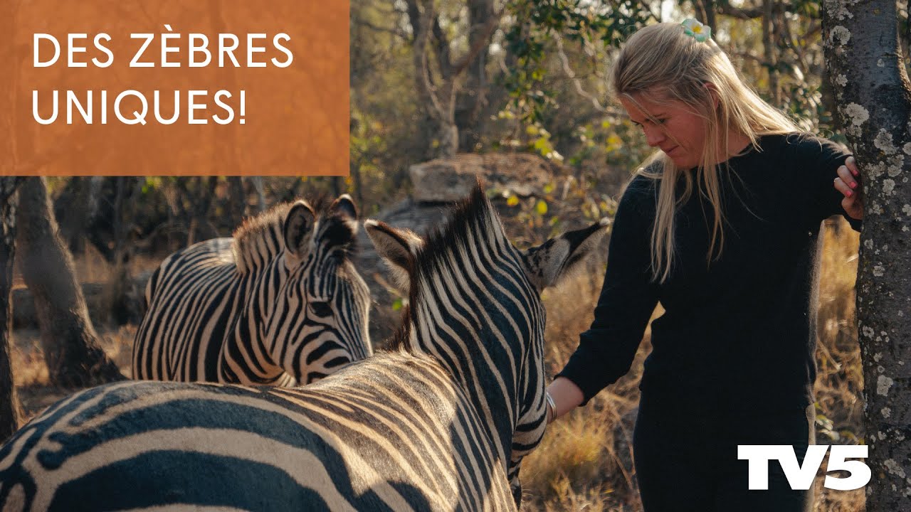L'histoire de Richmond et Burnside, les zèbres égarés - Connexion sauvage - TV5