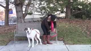 Snap Leash Park Bench Commercial (How to train your dog) Dog Leash