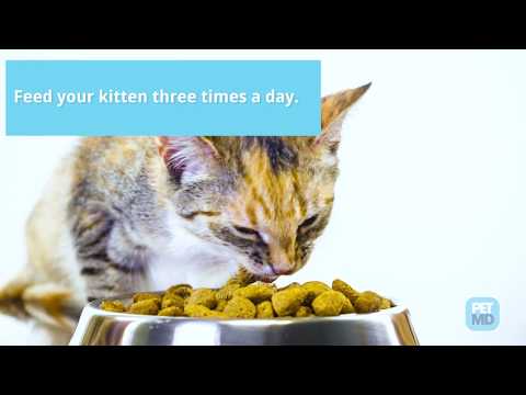 वीडियो: बिल्ली के बच्चे को खिलाने के लिए 5 युक्तियाँ