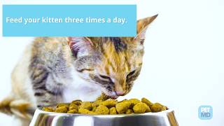 6 Tips for Feeding Kittens