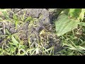 Wasps fighting over a fly on Brook Meadow - Sep 2020