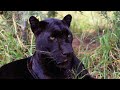 What Sounds Do Black Leopards Make? | The Lion Whisperer