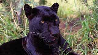 What Sounds Do Black Leopards Make? | The Lion Whisperer screenshot 5