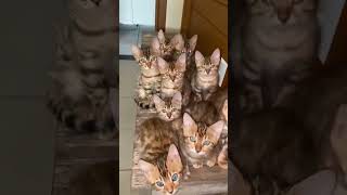 So funny cats 🤣😺🤣 Have a wonderful mood my dear friends ❤️