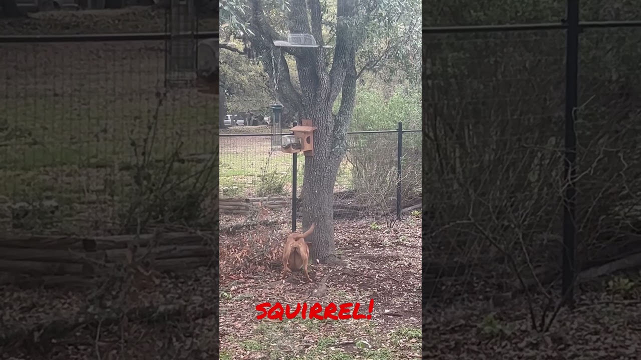 Watch Maple the Blue Lacy in Action: Hunting Squirrels!" 