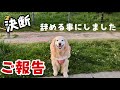 【ご報告】私の決断　今までありがとう　ゴールデンレトリバー