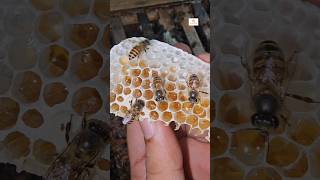 തേൻ അട cut ചെയ്തപ്പോൾ beekeeping farming 4k shorts satisfying