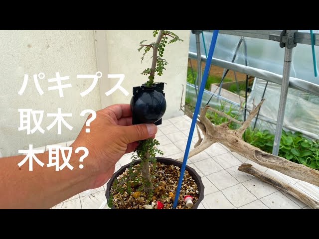 パキプス 取り木にチャレンジ! - YouTube
