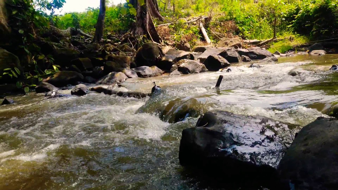 COOKING IN FOREST | cook chicken premitive method - YouTube