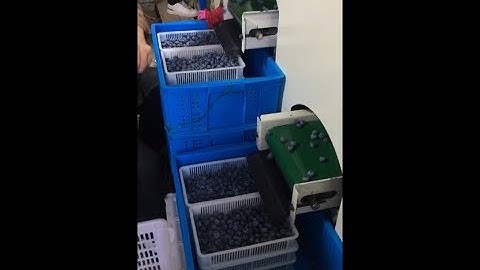 blueberry sizing and sorting machine in one farmer