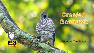 Crested Goshawk Call | Coonoor, Tamilnadu | #BirdsOfPrey #SriramWildlifePhotographer