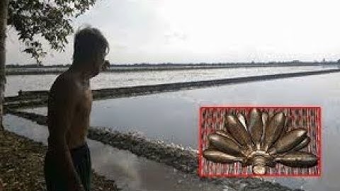 Cánh đồng kỳ bí đầy vàng ròng ở miền Tây gây xôn xao