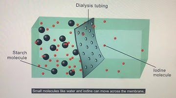 Dialysis Tubing Video
