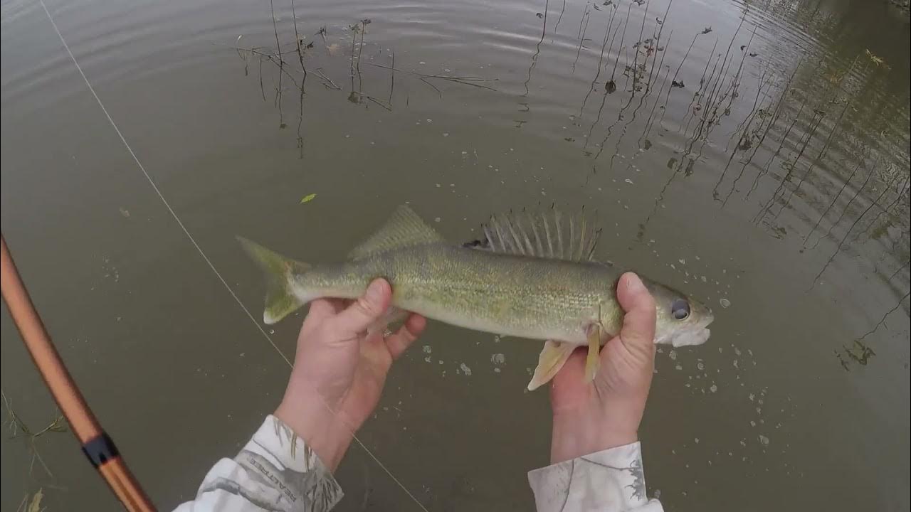 Fall Walleye Fishing Catching Walleye with Authentx Plastics 2021 YouTube