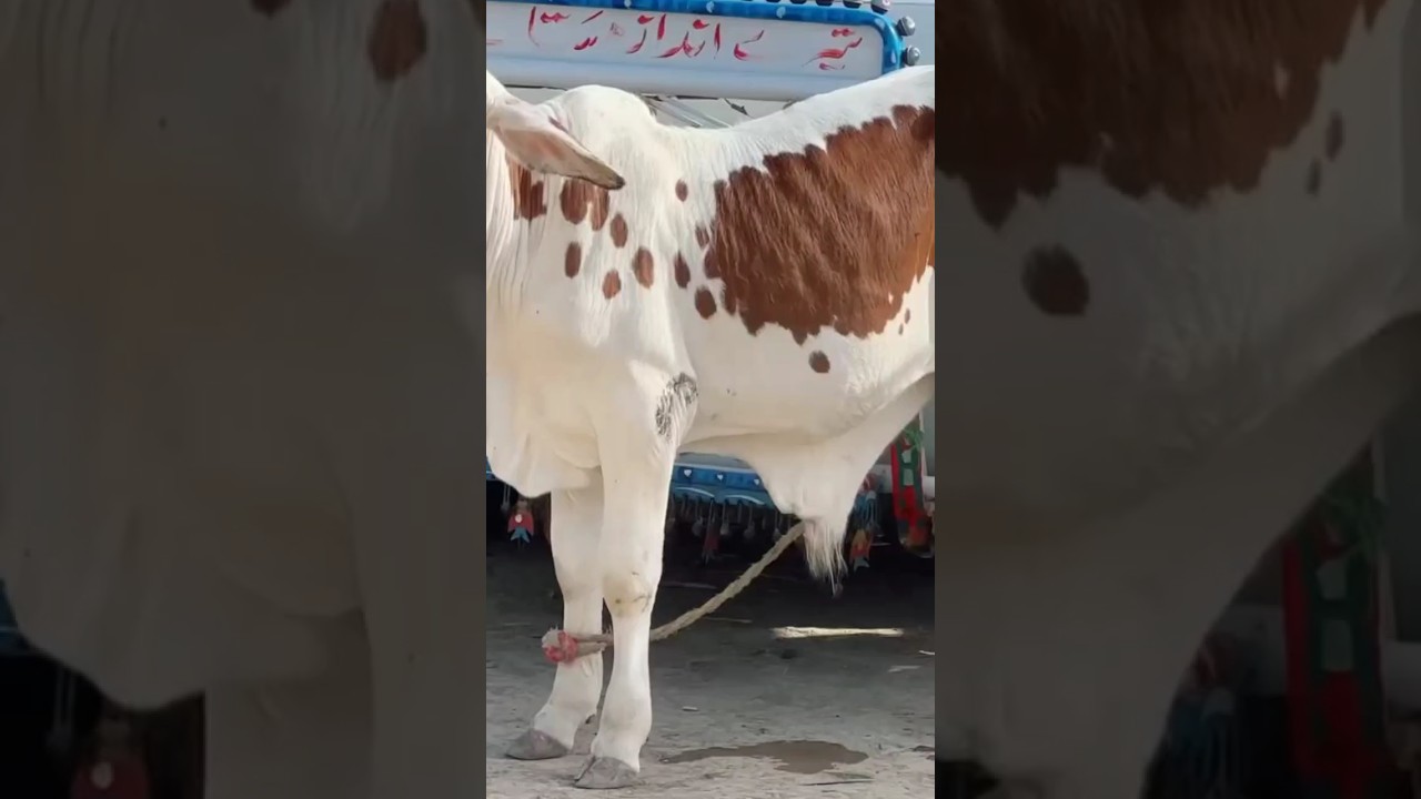 #qurbanicollection