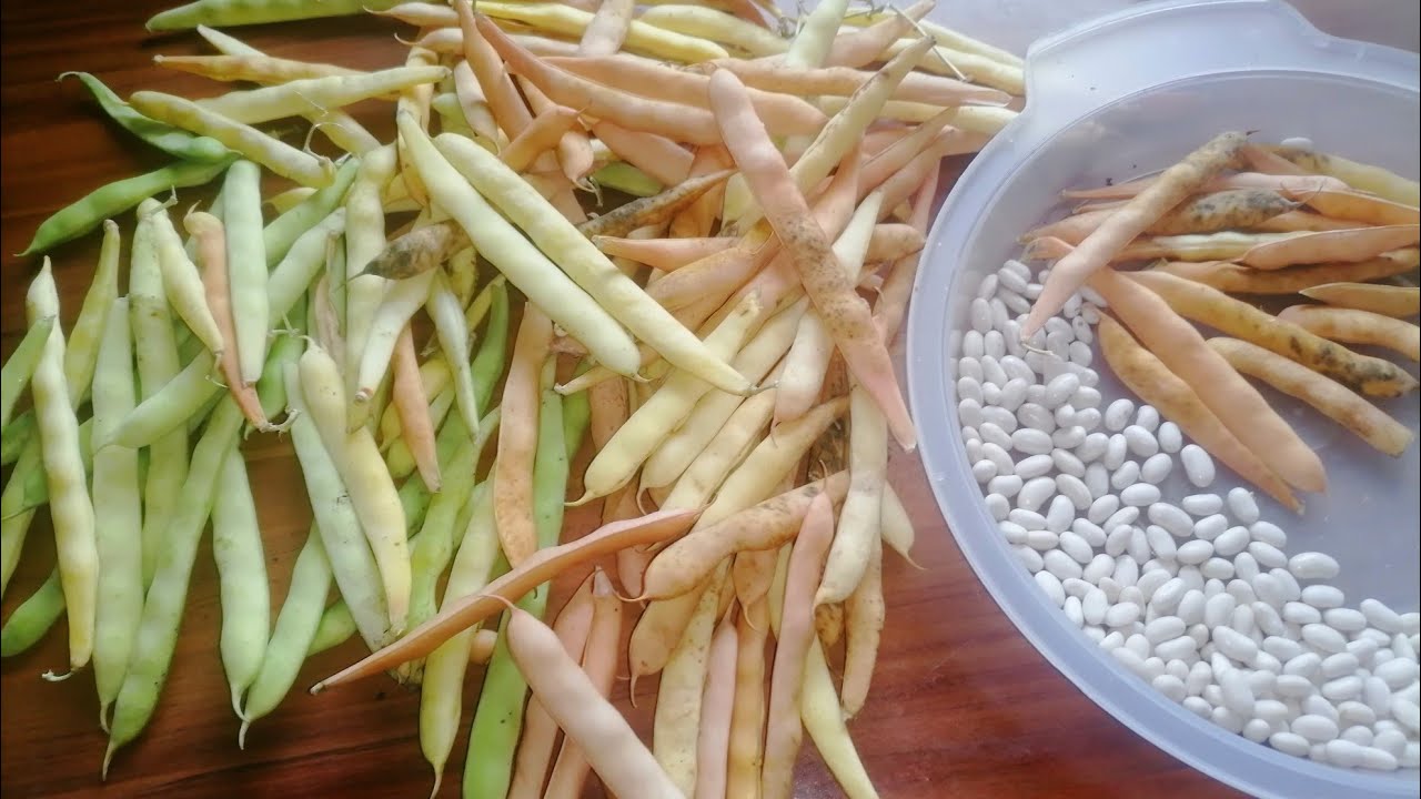 Culture des haricots blancs du +237 🇨🇲 YouTube — free download