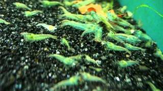 Blue pearl shrimps (Neocaridina cf. zhangjiajiensis var. blue) eat Mosura food