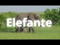 🐘 El ELEFANTE: El animal más grande de la tierra 🌎
