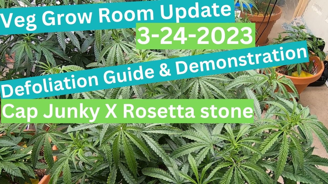 Cannabis Veg Defoliation And Update On Brothers Grimm Genetics, cap junky x rosetta stone, g13, c-99