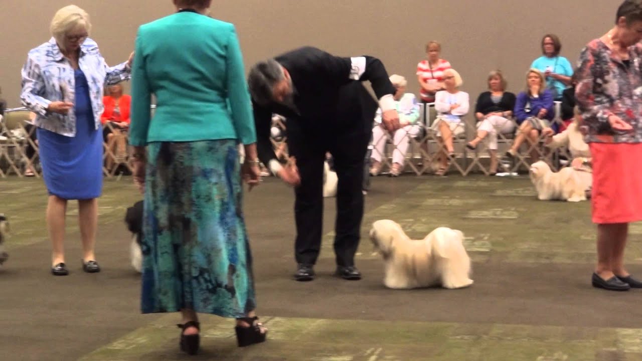 angelheart havanese angelheart havanese 2015 hca nationals line up steeler aom angelheart havanese angelheart havanese 2015 hca nationals line up steeler aom