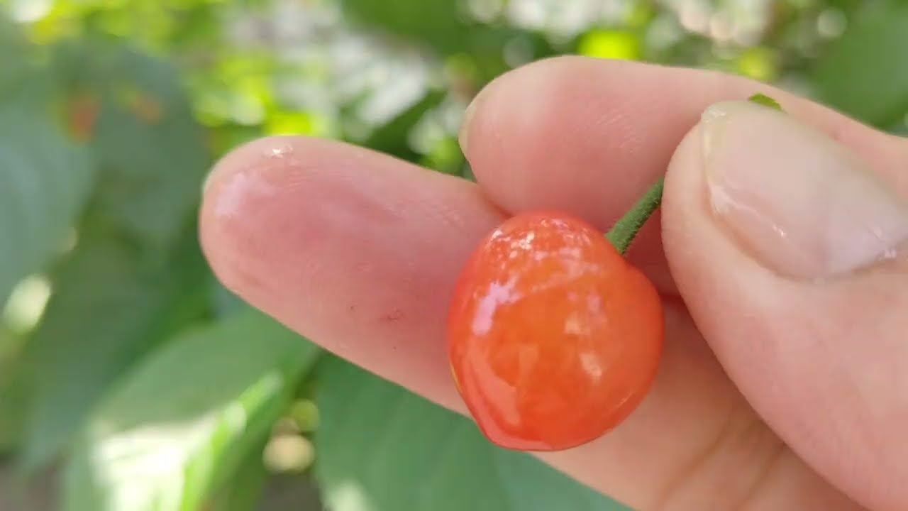 The cherry tree has produced a huge amount of fruit. (2026-04-28