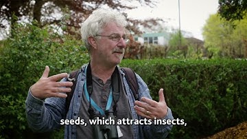 Birdwatching for Mindfulness | University of Worcester