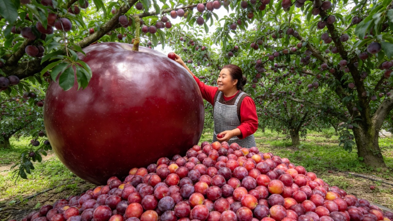 【唐小米】家里的李子丰收了，唐奶奶为大家分享李子蜜饯的详细做法，酸甜可口看着都流口水