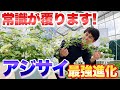 【最新!】育てやすくたくさん咲く最強進化系アジサイ!ラグランジアの育て方【2024最新品種も紹介】【ガーデニング】【あじさい】【紫陽花】【園芸】