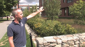 Bioretention basin 2