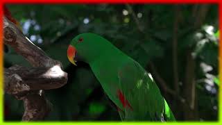 Colorful Parrots | Relaxing Music