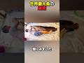 世界最大魚の最期