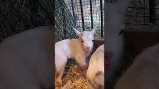 Baby Goat Does A Somersault