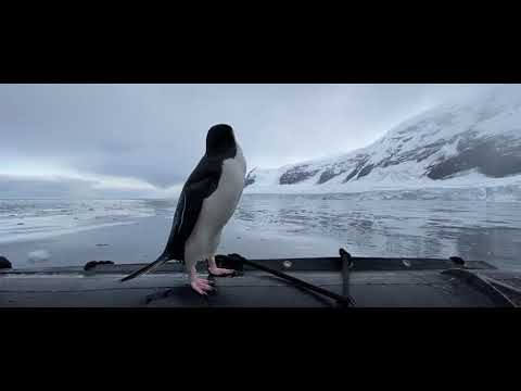 Video: Antarctic Adventure Aboard Expedition Cruise To The Bottom Of The World