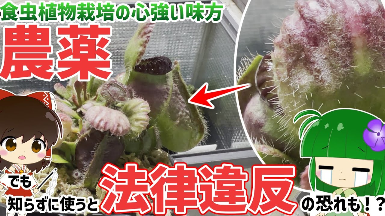 Can I use them? Can't I?] Carnivorous plants and pesticides
