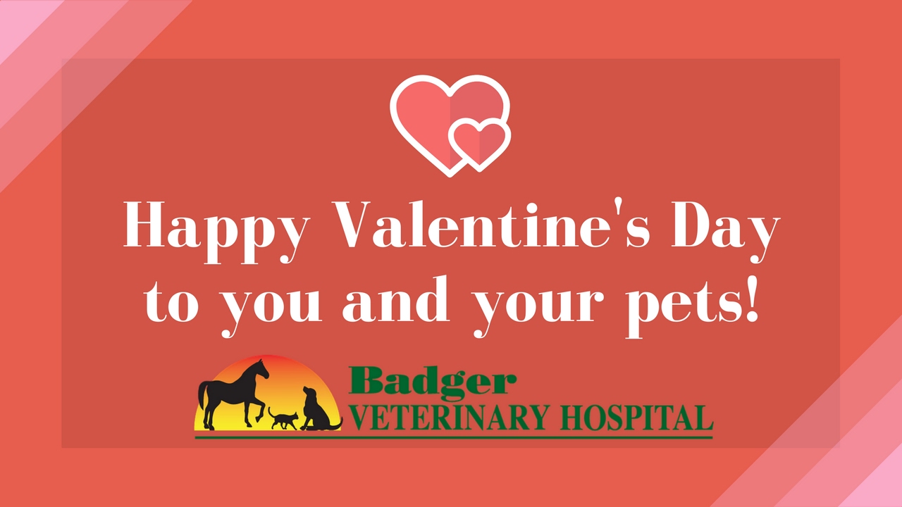 Pet valentine's photos at ren's pets depot south Happy Valentine's Day from Badger Veterinary Hospital! - YouTube