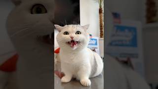 The Surprising Truth About Kitten Behavior Nobody Tells You💕😻 #cat #kitten #cute #pets